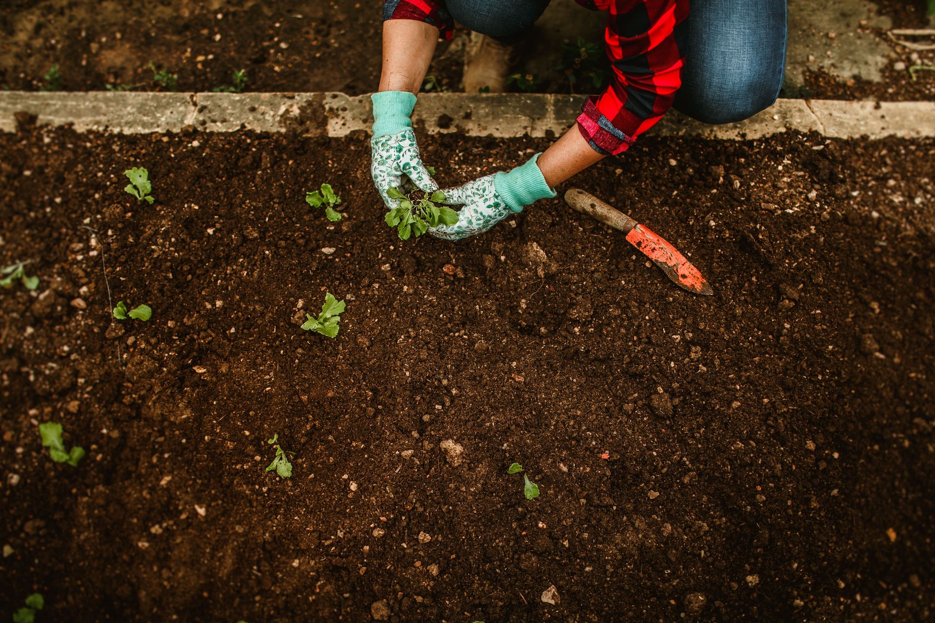 Close-up of hands in gloves planting seedlings in a garden plot.