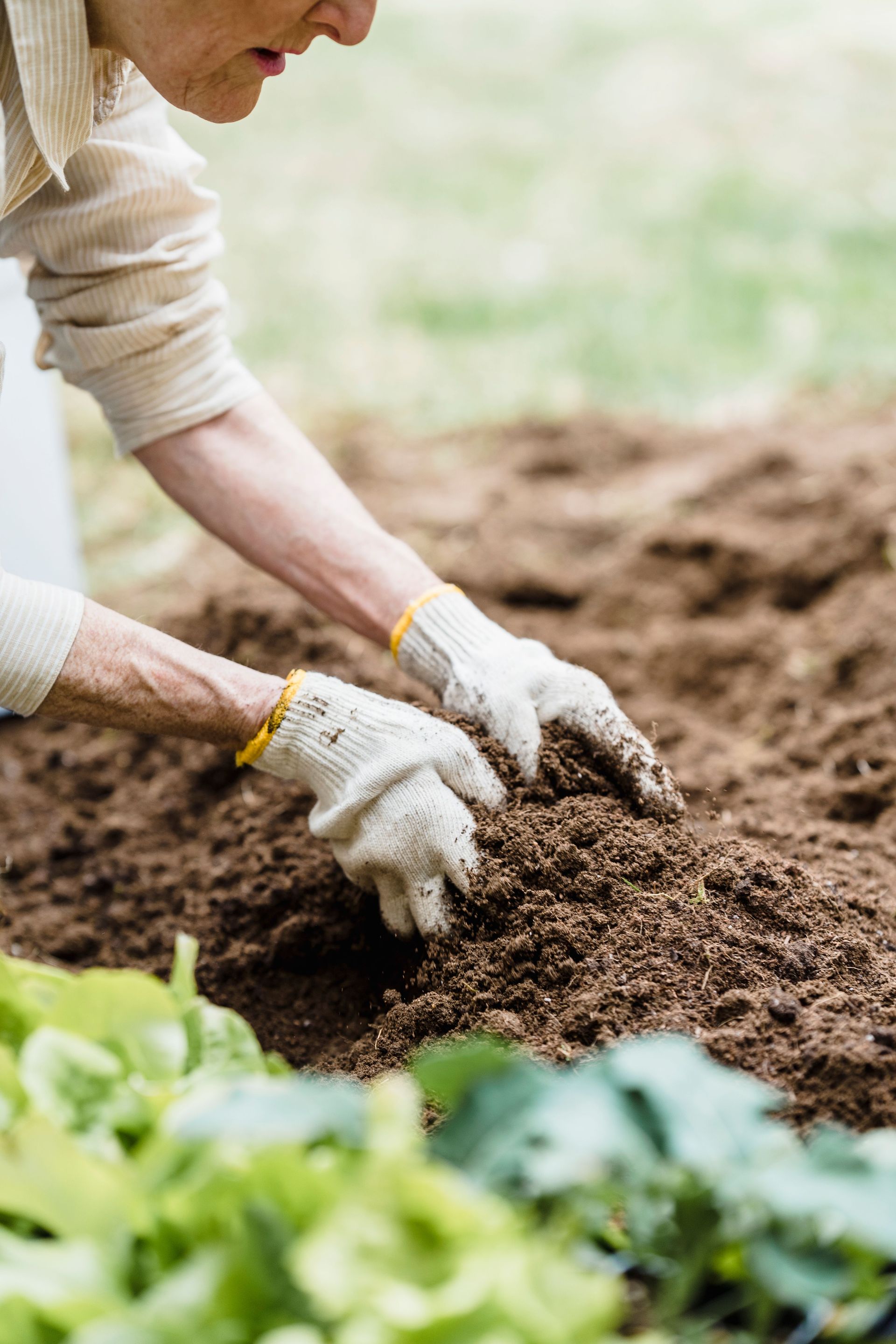 Close-up of a senior adult tending to soil in a garden using gloves.