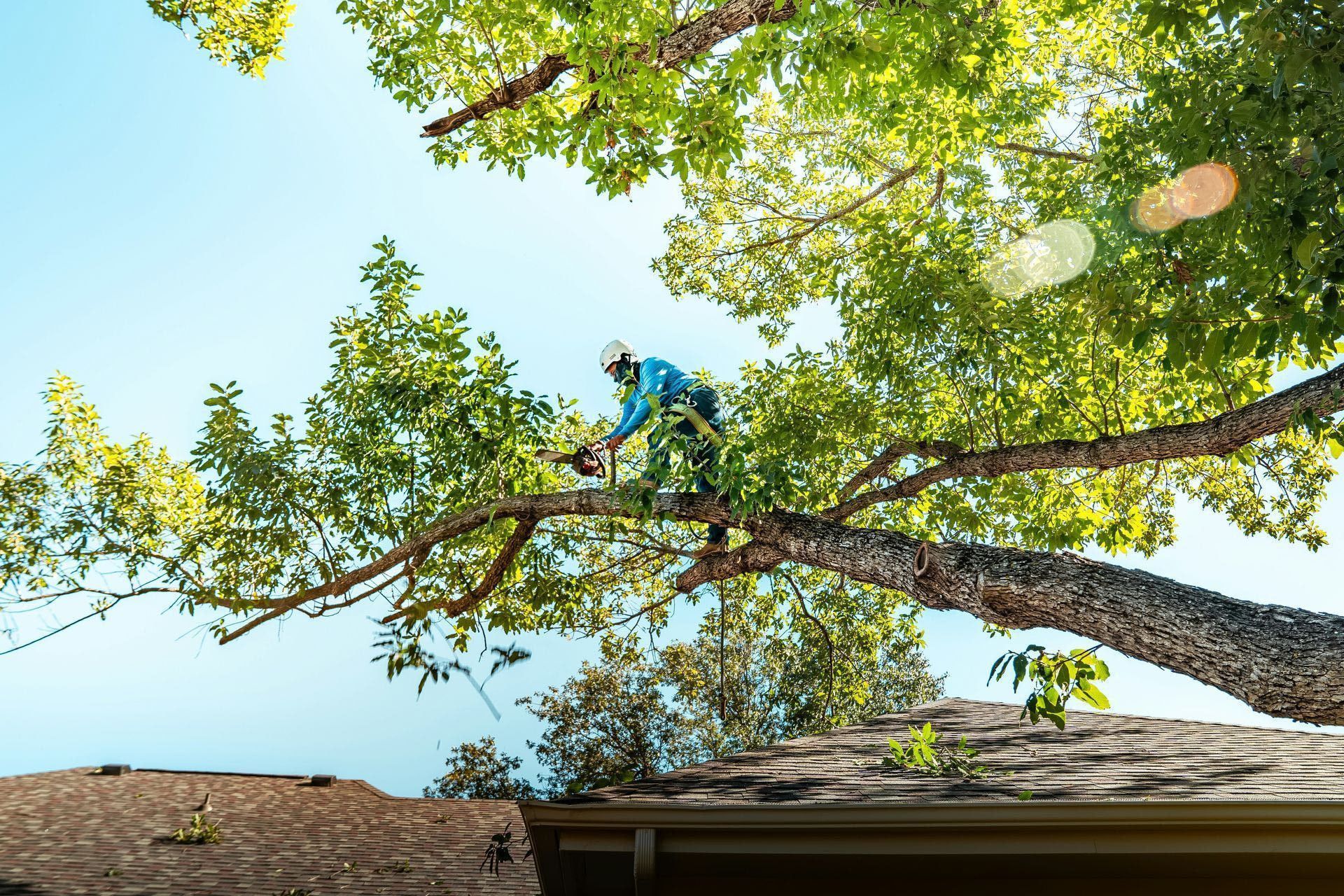 A tree arborist is cutting a branch.