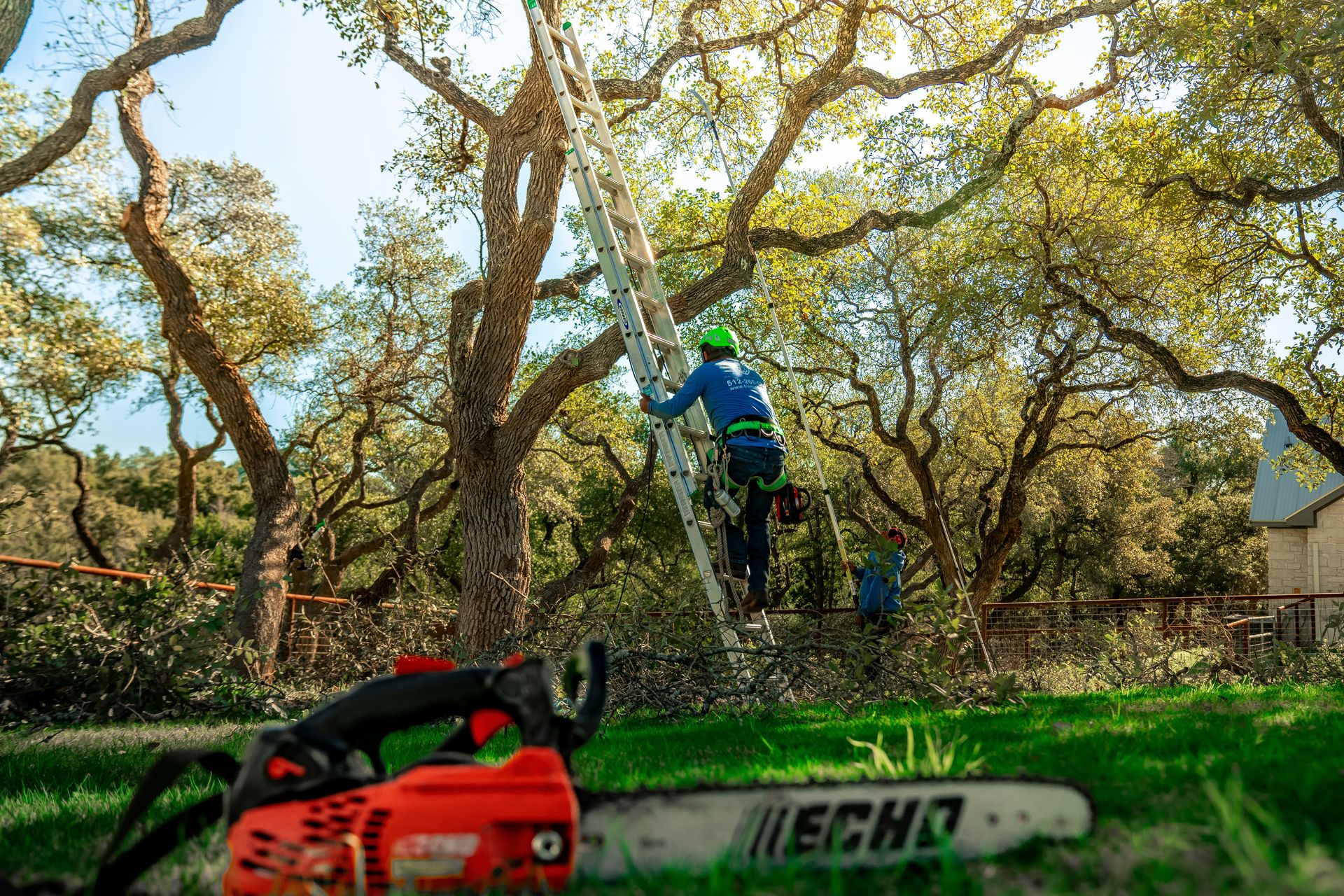 A tree arborist is climbing a ladder to trim branches.